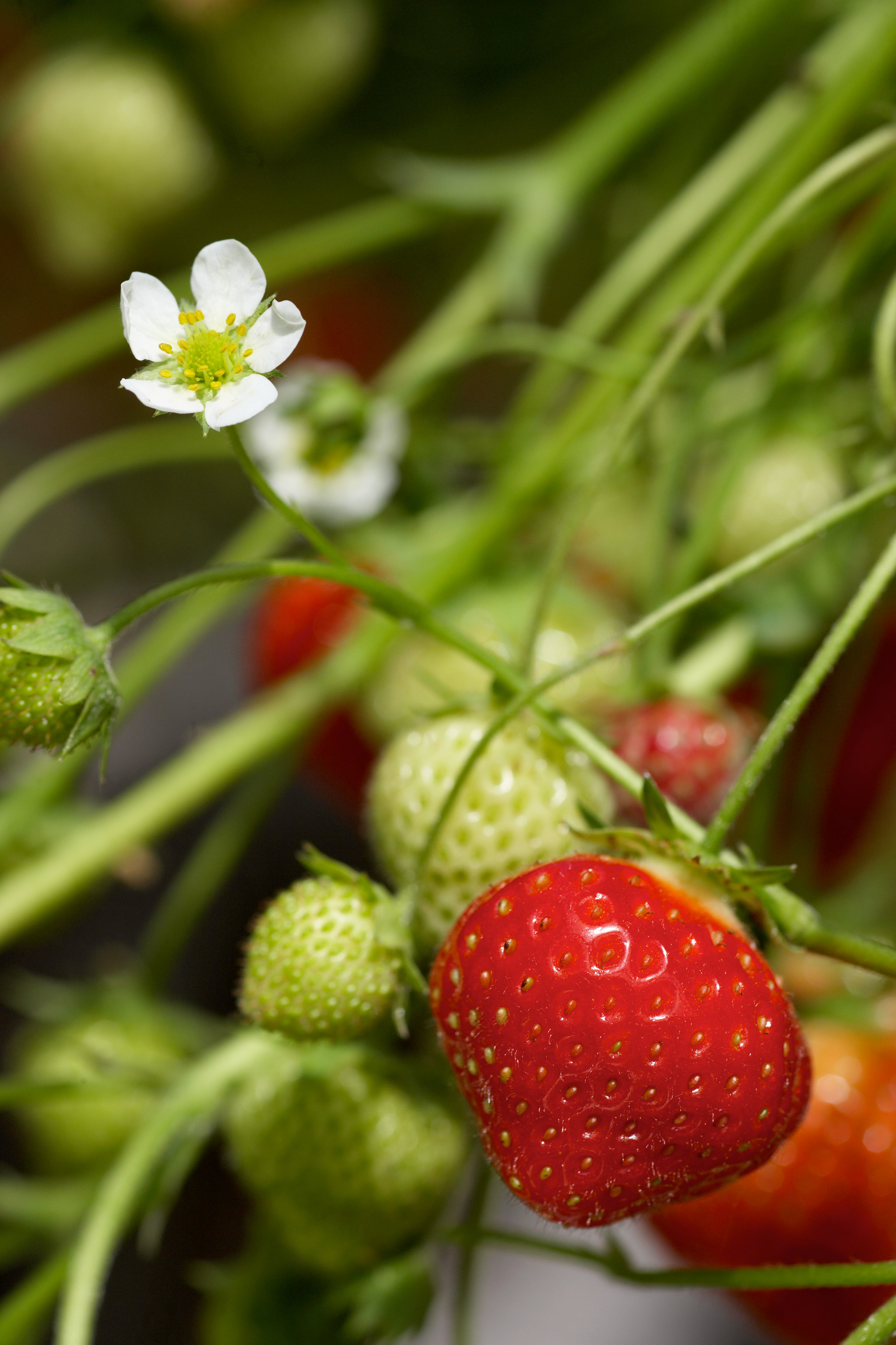 fotostudiovlekke@hetnet.nl